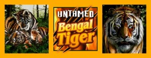 UntamedBengalTiger